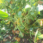 Bush Bean Seeds - Dark Corner - Sow True Seed
