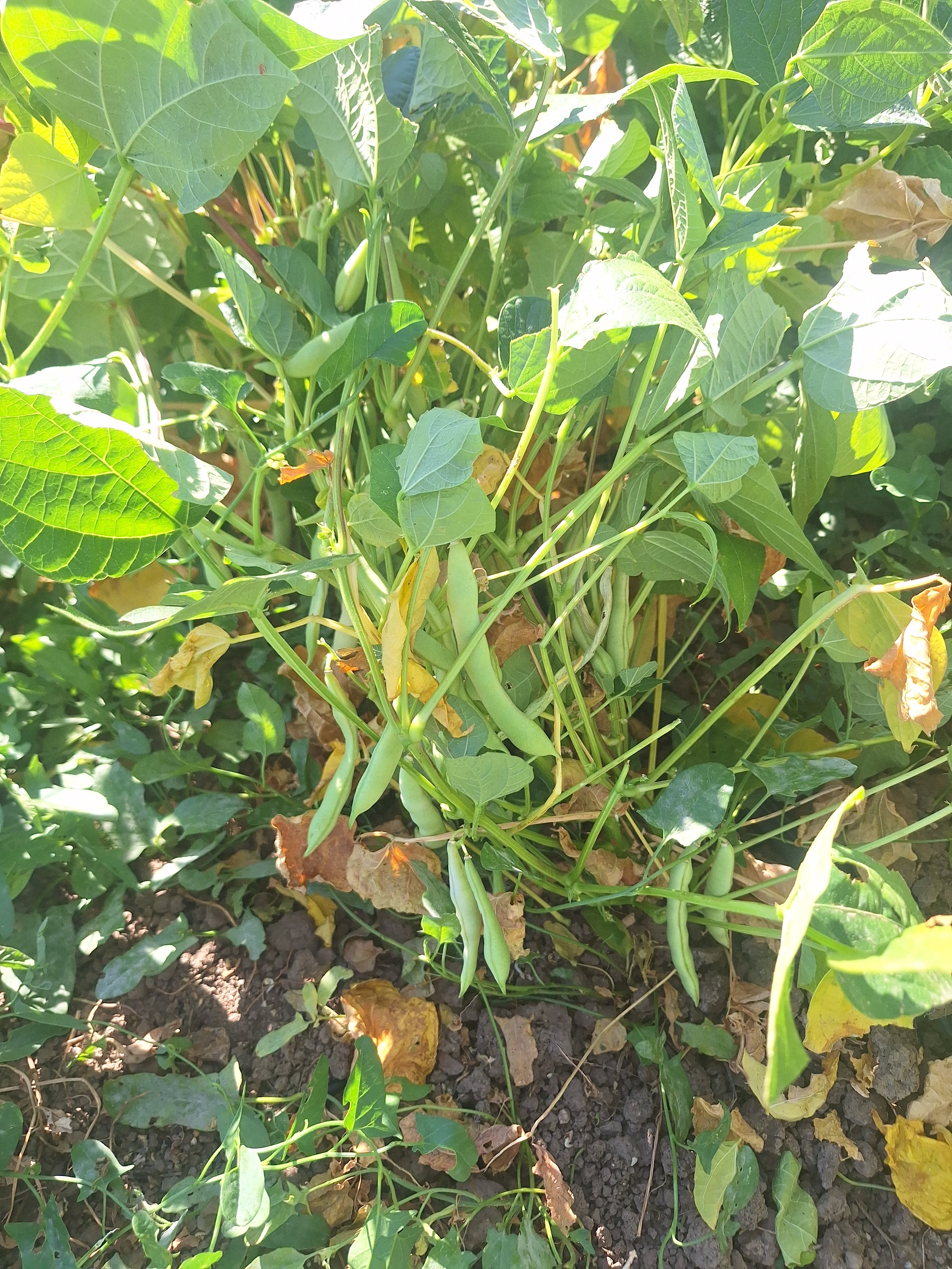 Bush Bean Seeds - Dark Corner - Sow True Seed