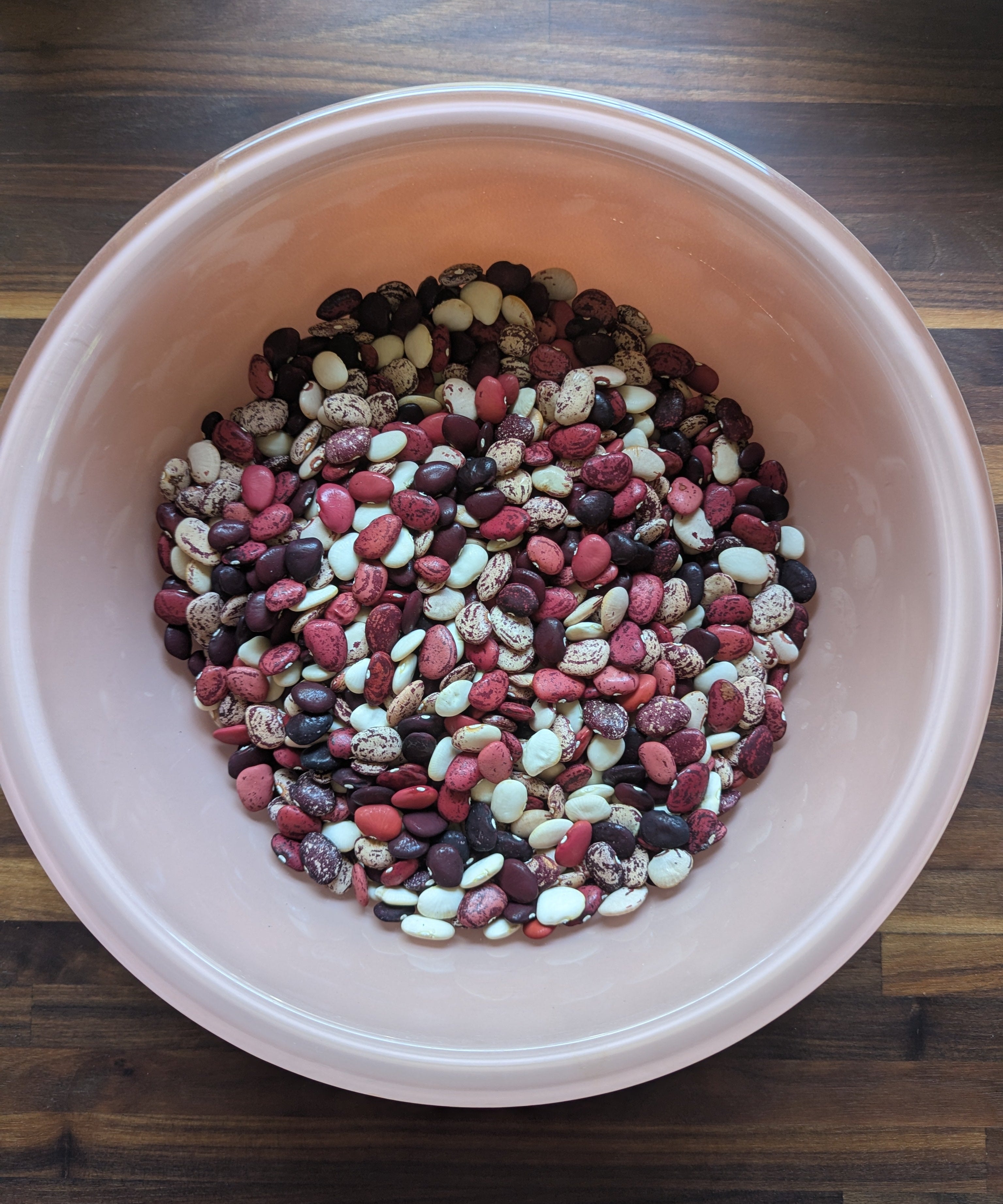 Lima Bean Seeds - Colored Willowleaf Butterbean, ORGANIC - Sow True Seed