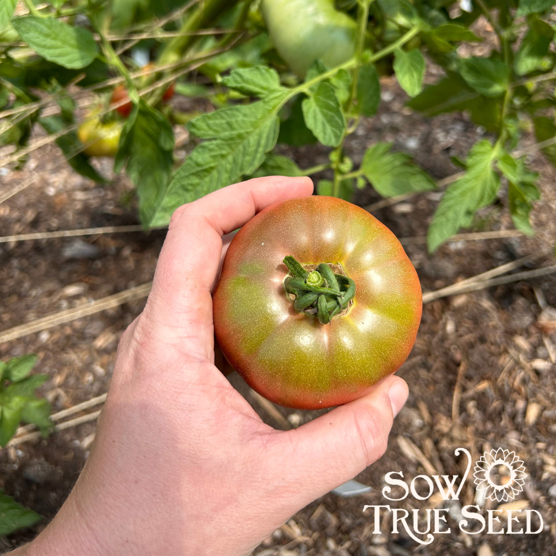 Slicing Tomato Seeds - Bear Creek, ORGANIC - Sow True Seed
