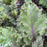 Kale Seeds - Red Ursa, ORGANIC - Sow True Seed