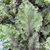 Kale Seeds - Red Ursa, ORGANIC - Sow True Seed
