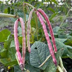 Southern Pea Seeds - Dimpled Brown Crowder - Sow True Seed