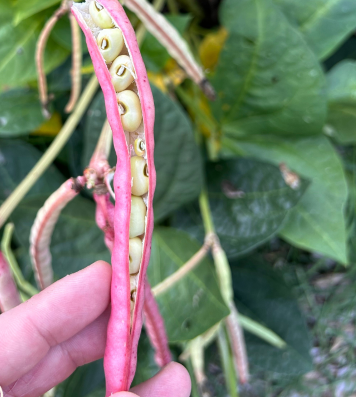Southern Pea Seeds - Dimpled Brown Crowder - Sow True Seed