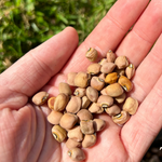 Southern Pea Seeds - Dimpled Brown Crowder - Sow True Seed
