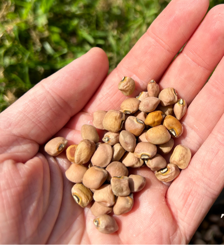 Southern Pea Seeds - Dimpled Brown Crowder - Sow True Seed