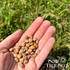 Southern Pea Seeds - Dimpled Brown Crowder