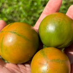 Cherry Tomato Seeds - Evil Olive, ORGANIC - Sow True Seed