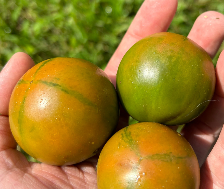 Cherry Tomato Seeds - Evil Olive, ORGANIC - Sow True Seed