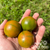 Cherry Tomato Seeds - Evil Olive, ORGANIC