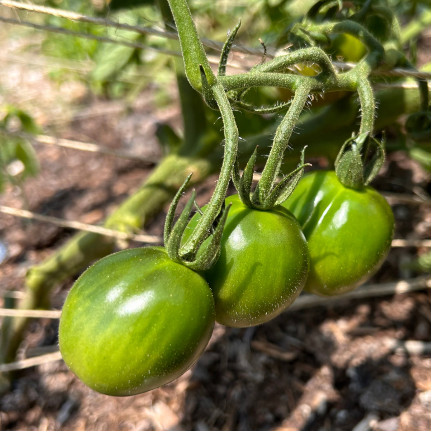 Cherry Tomato Seeds - Evil Olive, ORGANIC - Sow True Seed
