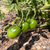 Cherry Tomato Seeds - Evil Olive, ORGANIC