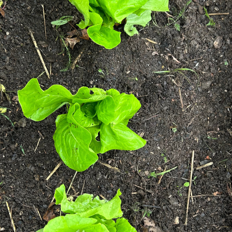 Lettuce Seeds - Key Lime, ORGANIC - Sow True Seed