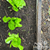 Lettuce Seeds - Key Lime, ORGANIC