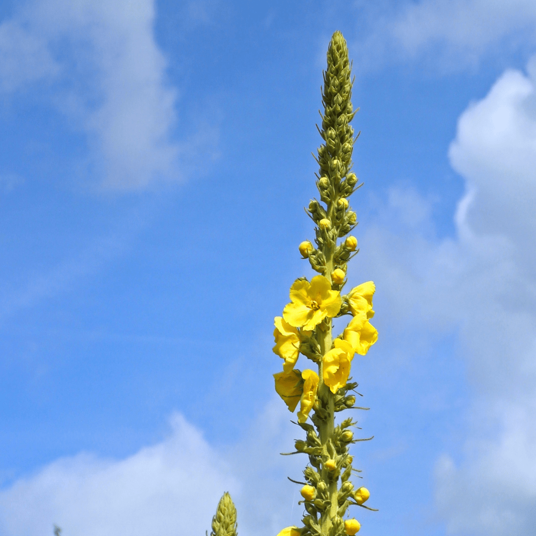Mullein Seeds - Sow True Seed