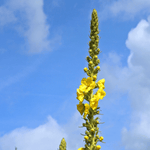 Mullein Seeds - Sow True Seed