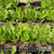 Lettuce Seeds - Amish Deer Tongue - Sow True Seed