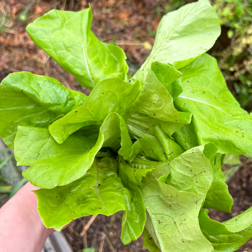 Lettuce Seeds - Key Lime, ORGANIC - Sow True Seed