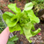 Lettuce Seeds - Key Lime, ORGANIC