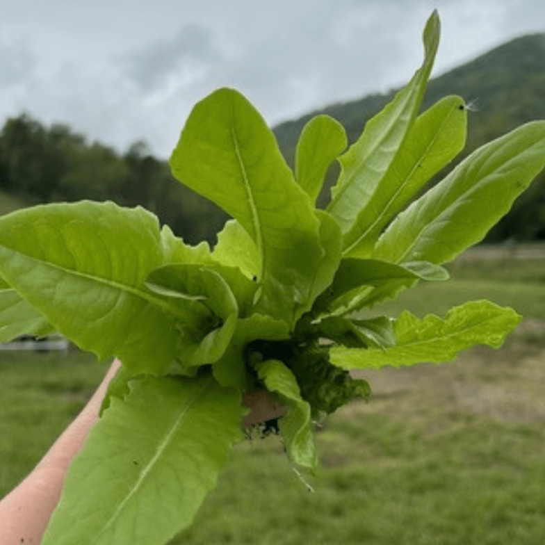 Lettuce Seeds - Amish Deer Tongue - Sow True Seed