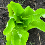 Lettuce Seeds - Amish Deer Tongue - Sow True Seed