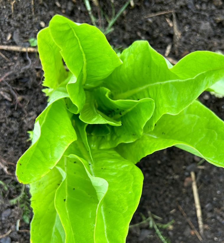 Lettuce Seeds - Amish Deer Tongue - Sow True Seed