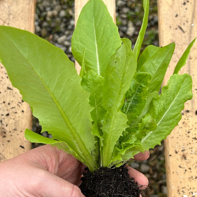 Lettuce Seeds - Amish Deer Tongue - Sow True Seed