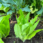 Lettuce Seeds - Amish Deer Tongue - Sow True Seed