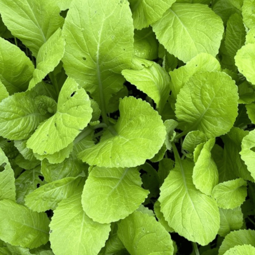 Mustard Greens Seeds - Feaster Family - Sow True Seed