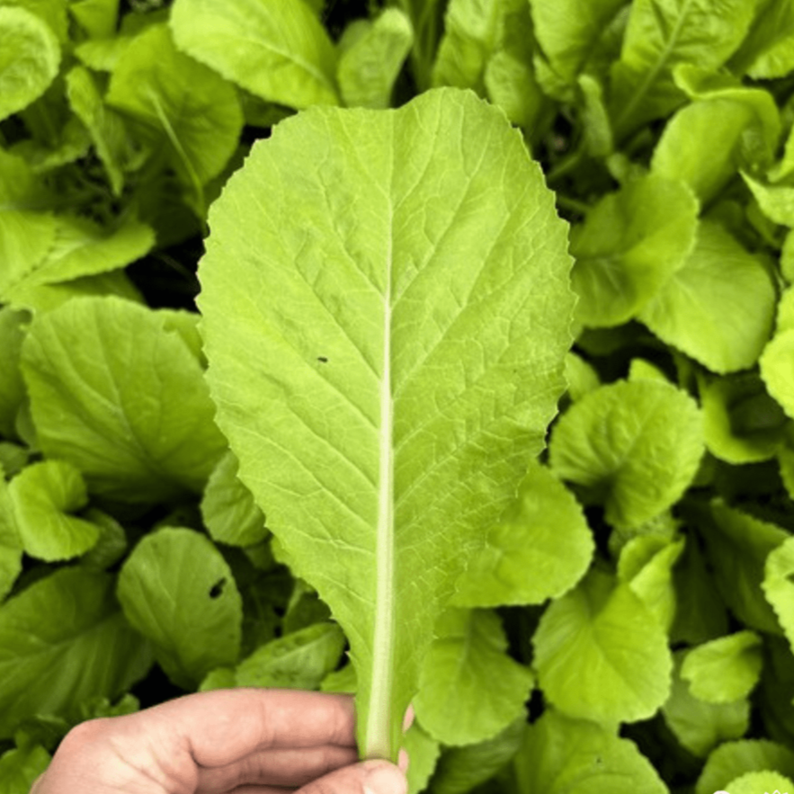 Mustard Greens Seeds - Feaster Family - Sow True Seed
