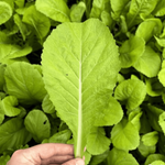 Mustard Greens Seeds - Feaster Family - Sow True Seed