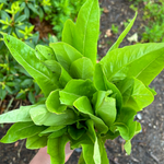 Lettuce Seeds - Amish Deer Tongue - Sow True Seed