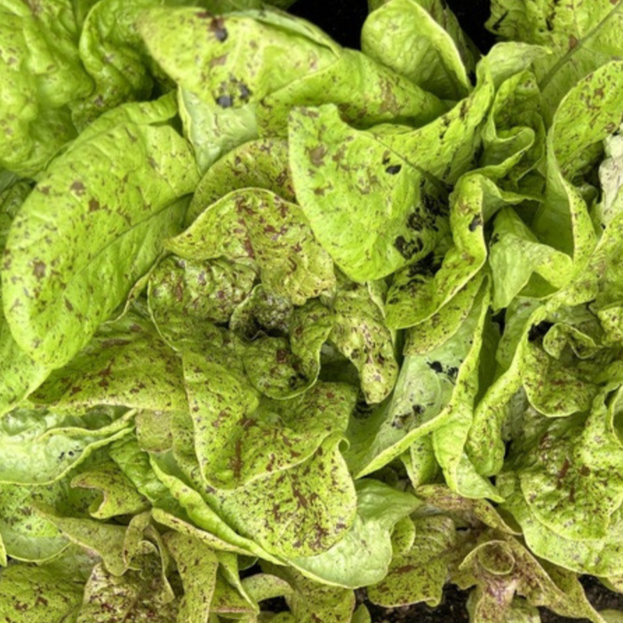 Lettuce Seeds - Speckled Amish Butterhead, ORGANIC - Sow True Seed