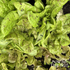 Lettuce Seeds - Speckled Amish Butterhead, ORGANIC