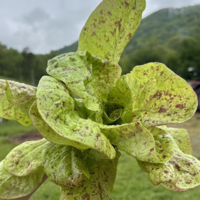 Lettuce Seeds - Speckled Amish Butterhead, ORGANIC - Sow True Seed