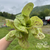 Lettuce Seeds - Speckled Amish Butterhead, ORGANIC - Sow True Seed
