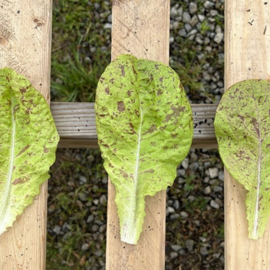 Lettuce Seeds - Speckled Amish Butterhead, ORGANIC - Sow True Seed