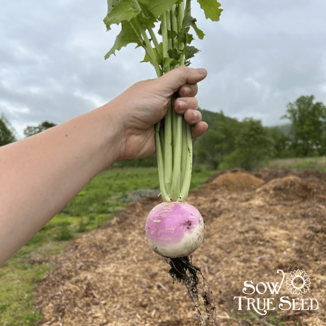 Turnip Seeds - Purple Top White Globe, ORGANIC - Sow True Seed