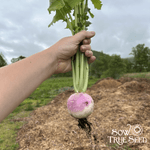 Turnip Seeds - Purple Top White Globe, ORGANIC - Sow True Seed