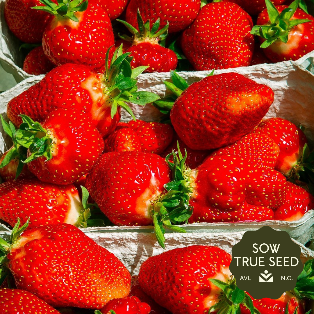where to buy albion strawberry seeds Albion Strawberry Plants