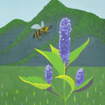 Anise Hyssop Seeds - Sow True Seed