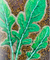 Arugula Seeds - Slow Bolt - Sow True Seed