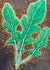 Arugula Seeds - Arugula