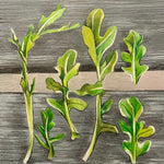 Arugula Seeds - Wild - Sow True Seed