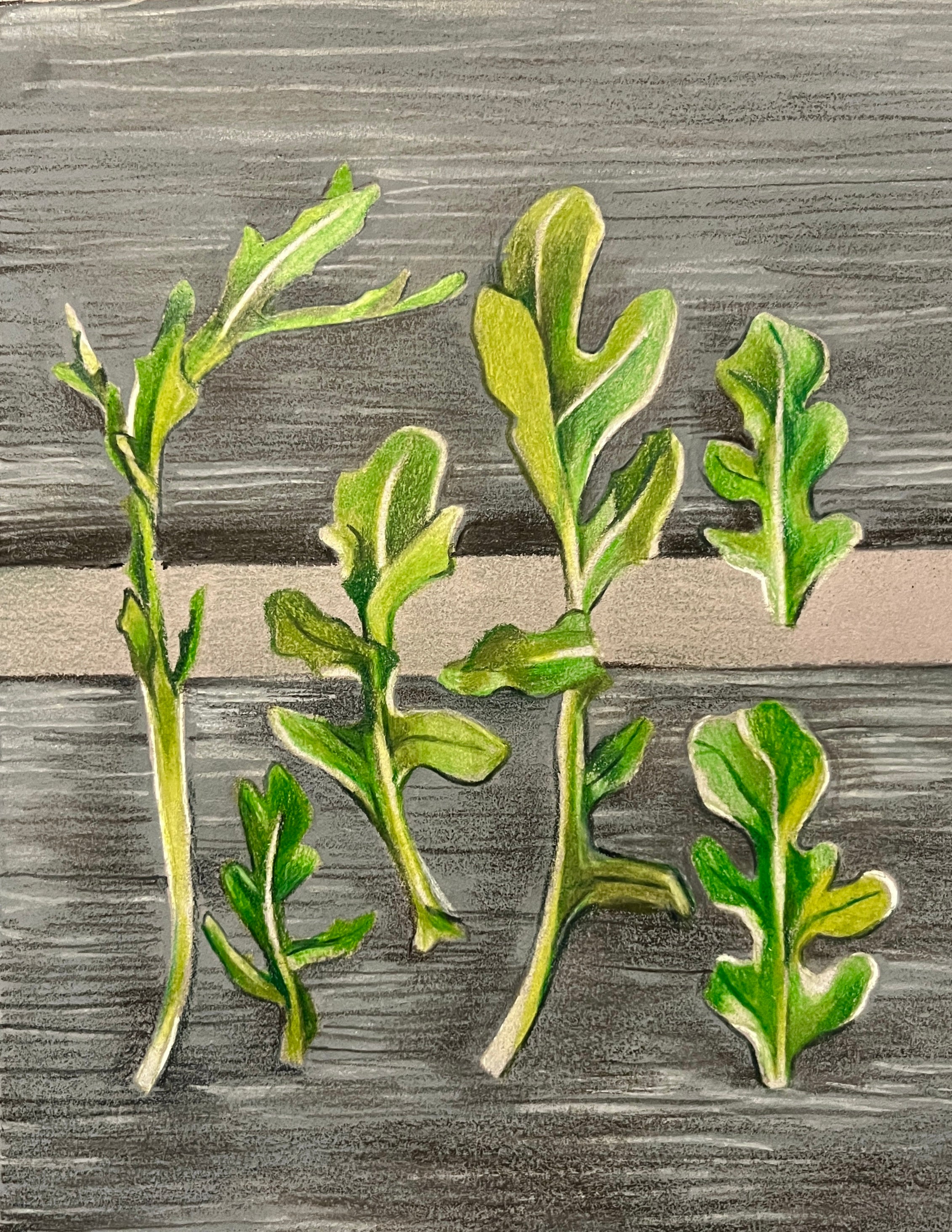 Arugula Seeds - Wild - Sow True Seed