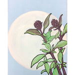 Basil Seeds - Thai - Sow True Seed