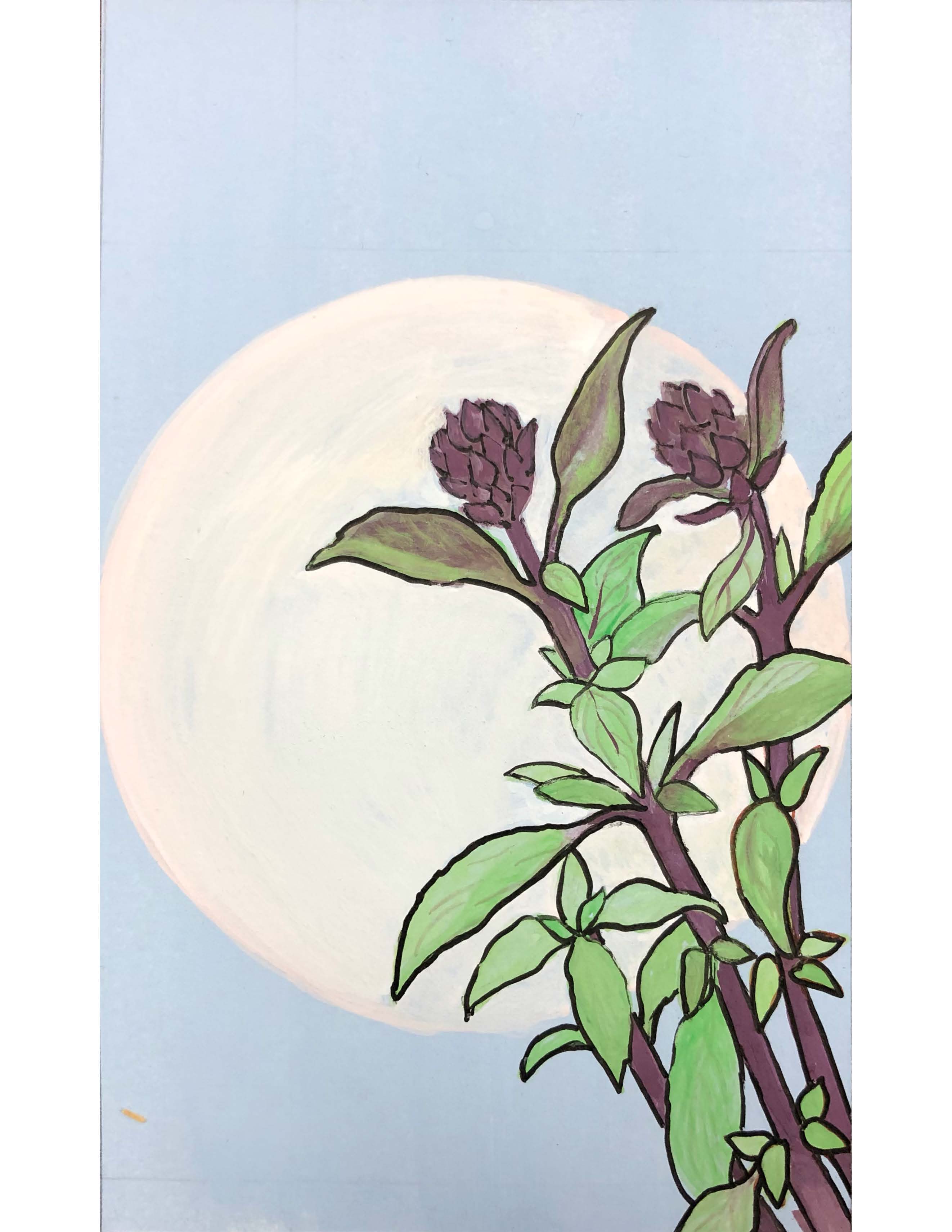 Basil Seeds - Thai - Sow True Seed