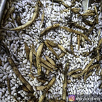 Bush Bean Seeds - Kentucky Dreamer - Sow True Seed