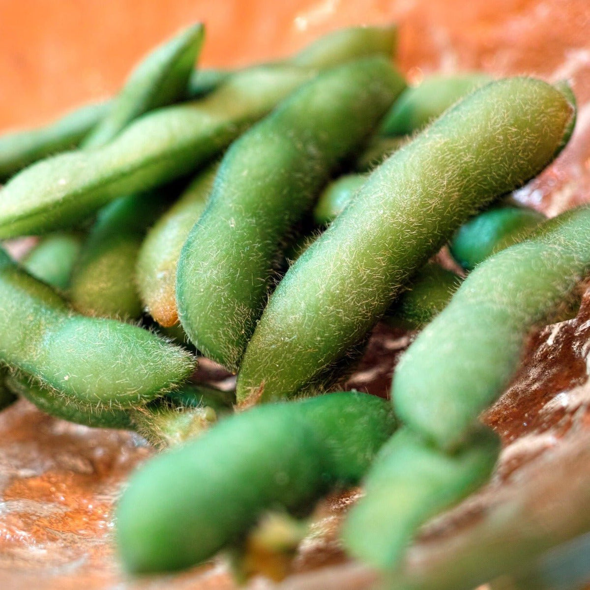 Soy Bean (Edamame) Seeds - Midori Star, ORGANIC | Sow True Seed