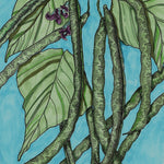 Bush Bean Seeds - Provider, ORGANIC - Sow True Seed